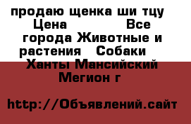 продаю щенка ши-тцу › Цена ­ 10 000 - Все города Животные и растения » Собаки   . Ханты-Мансийский,Мегион г.